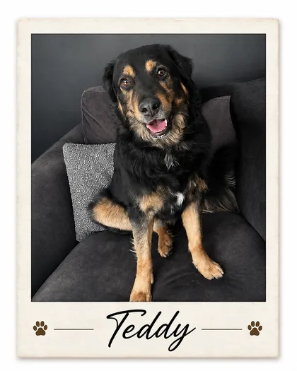 A phone photo of Teddy, ready to upload